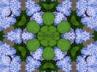 Hydrangeas kaleidoscope