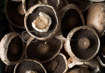 Common brown mushrooms