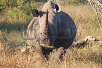Whito Rhino 
