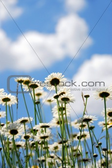 Daises with blue sky
