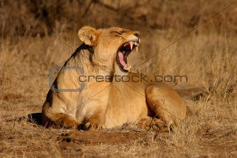 Yawning lioness 