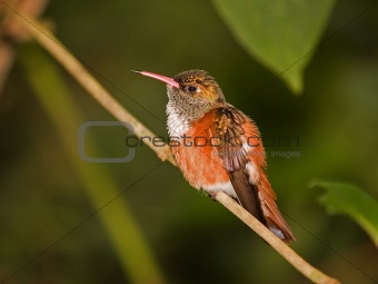 Hummingbird (captive)