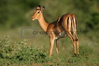 Impala antelope