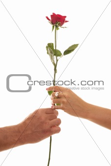 Male and Female hold a Single Red Rose of Devotion