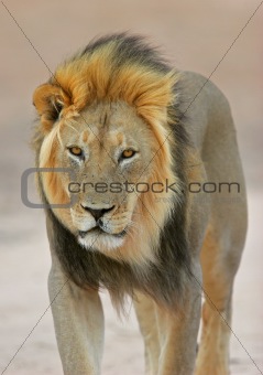 Black-maned lion