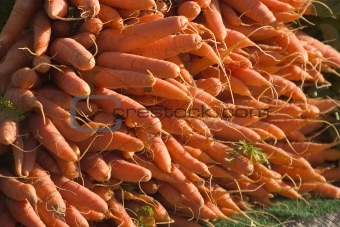 Stack of Carrots