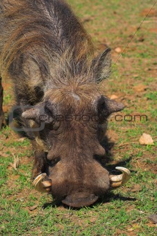 Warthog feeding on grass
