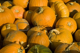 Load of Pumpkins
