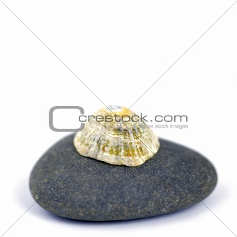 limpet on rock
