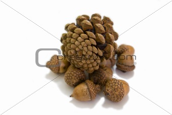 Pinecones