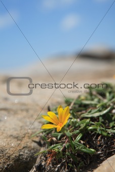 Treasure Flower