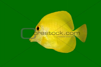 Yellow fish on green 