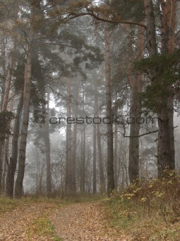 forest scene