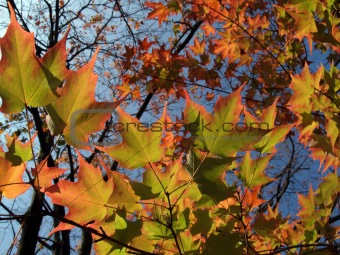 Sugar Maple Leaves in Autumn Glory