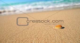 Tropical beach sea shell