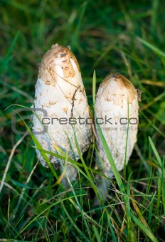 Poisons mushrooms