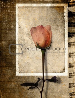 Framed rose on grunge background