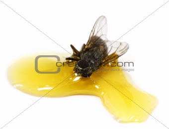 a fly stick in the honey