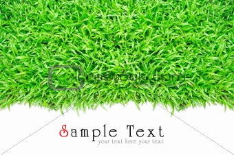 Grass frame in white background