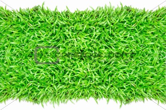 Grass frame in white background