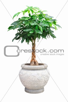 asian small decorative tree isolated 