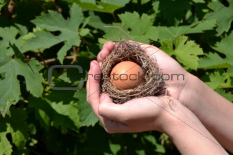 Nest in hands