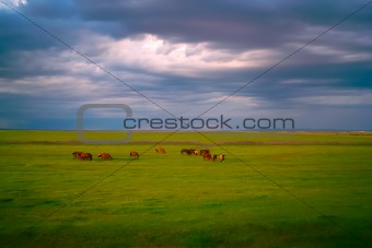 Horses in grassland