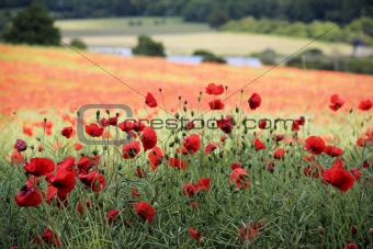 poppy field chiltern hills hertfordshire