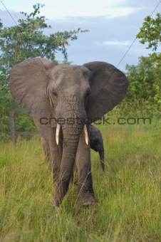 Elephant matriarch protecting her calf