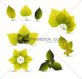 Fresh abstract leaf elements