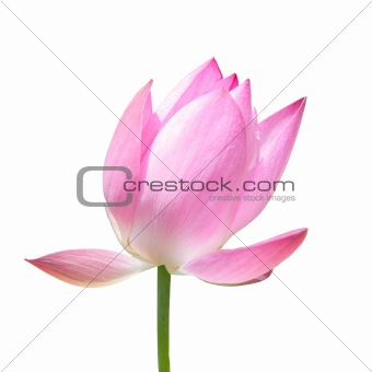 lotus flower isolated on white
