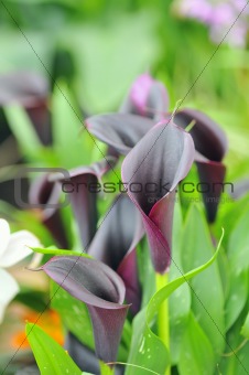 Purple calla lilies