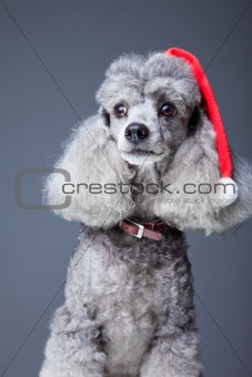 gray poodle with  red christmas cap 