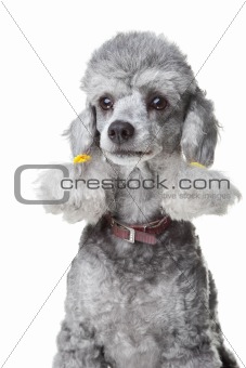 gray poodle with leather collar on isolated white