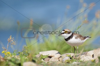 Little Ringed Plover with beautiful background, Charadrius dubius