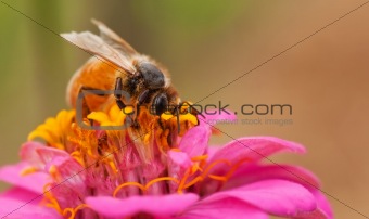 worker bee with pollen from zinnia flower