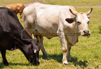  cow with horns Australian bred beef cattle black and white