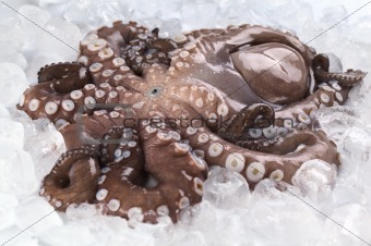 Complete Raw Octopus on Ice
