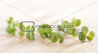 Fresh sprouts
