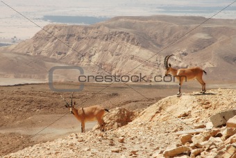 Ibexes on the cliff.