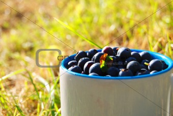 Berries in the cup outdoors