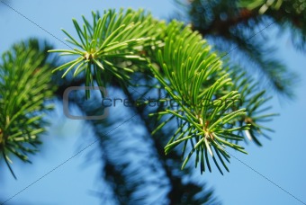 Pine-tree needles