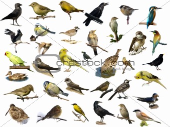 Set of 35 (different) photographs of birds isolated on white