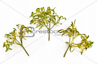 Mistletoe branches