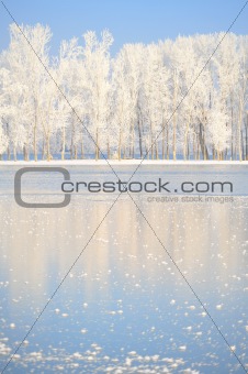 winter trees covered with frost