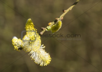 Catkin