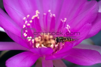 Hover fly on a cactus flower