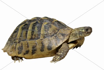 Turtle isolated on white background testudo hermanni, (Herman's Tortoise)