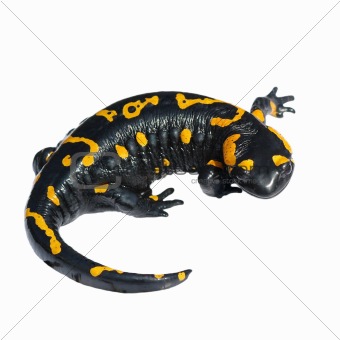 Fire Salamander, Salamandra maculosa, Salamandra salamandra isolated on white background