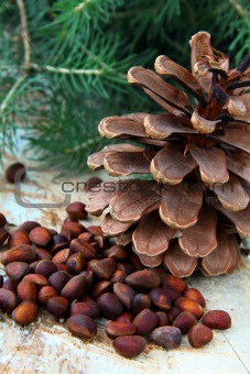 pine nuts, with cedar cones and fir tree in the background